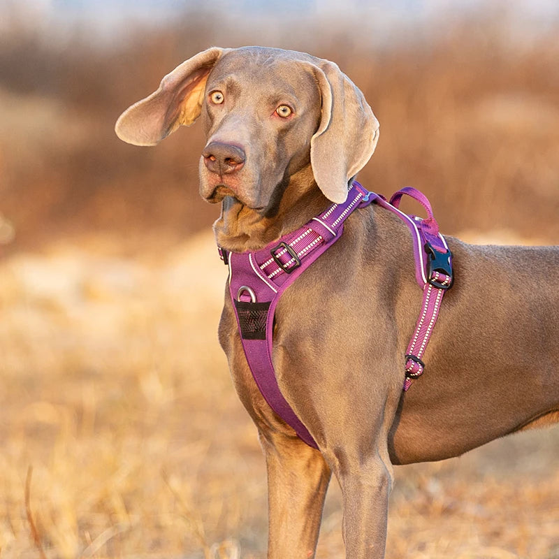 Truelove Pet Harness Nylon Webbing with 3M Reflection Adjutable Aluminum Alloy for Big Medium Small Dog TLH56512