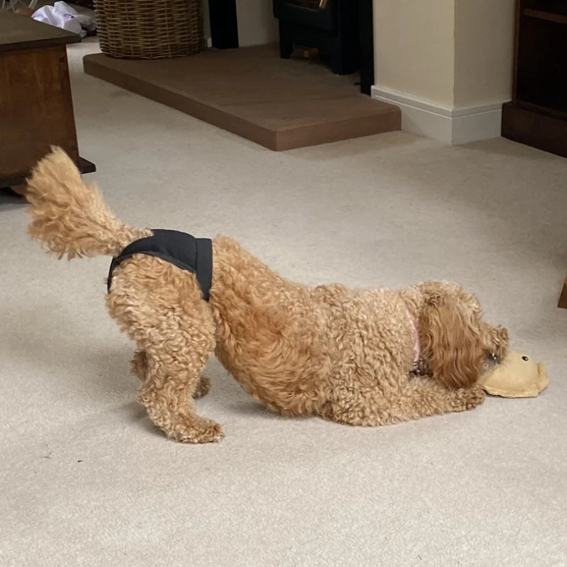 Pets Underwear Puppy Pants Dog Physiological Diaper Sanitary Panties Shorts Washable Menstruation Briefs Pet Accessories