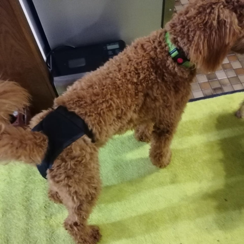 Pets Underwear Puppy Pants Dog Physiological Diaper Sanitary Panties Shorts Washable Menstruation Briefs Pet Accessories